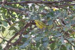 Image of African Yellow White-eye