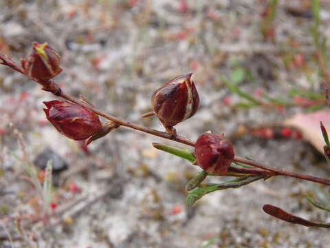 Image of Hibbertia virgata R. Br. ex DC.