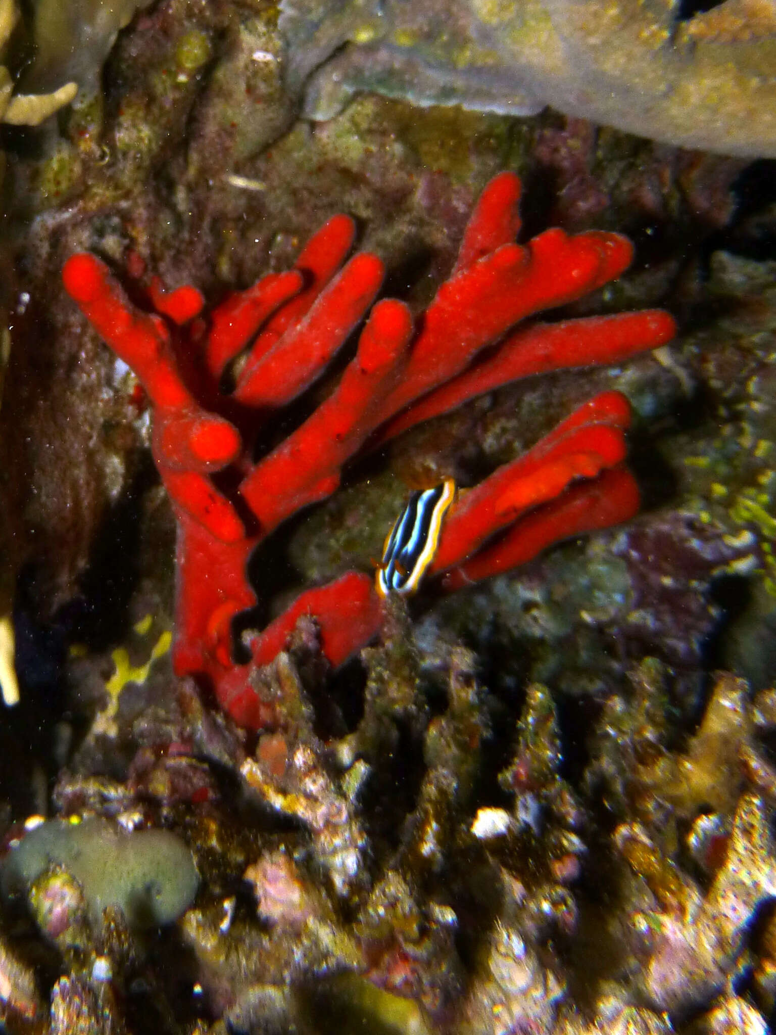 Sivun Chromodoris quadricolor (Rüppell & Leuckart 1830) kuva