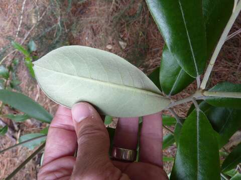 Pittosporum ralphii T. Kirk resmi