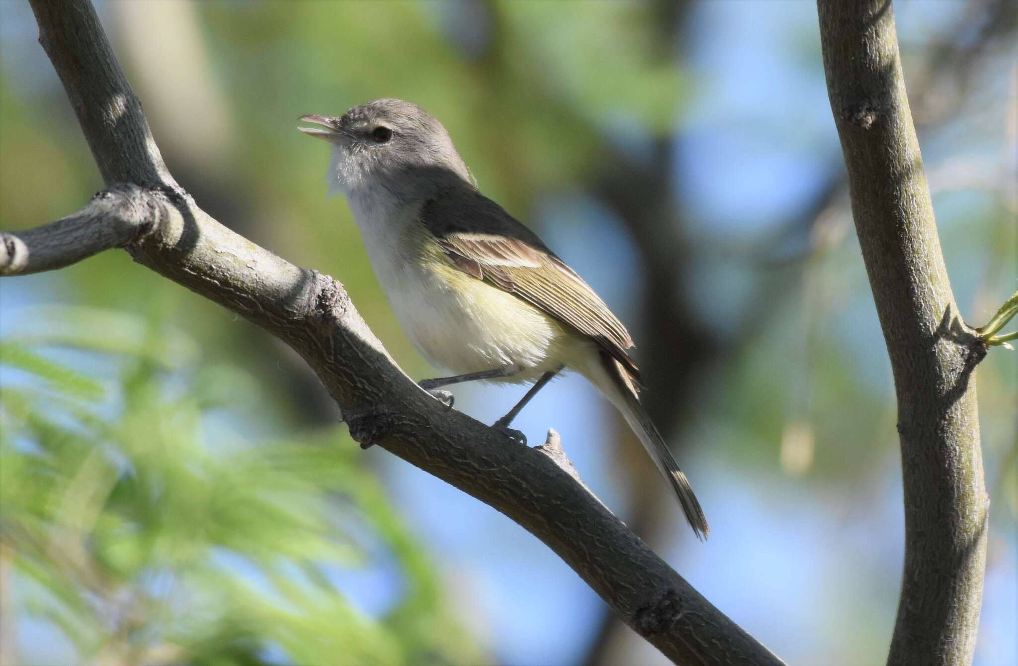 Vireo bellii arizonae Ridgway 1903 resmi