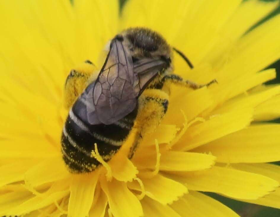 Image of Colletes compactus compactus Cresson 1868