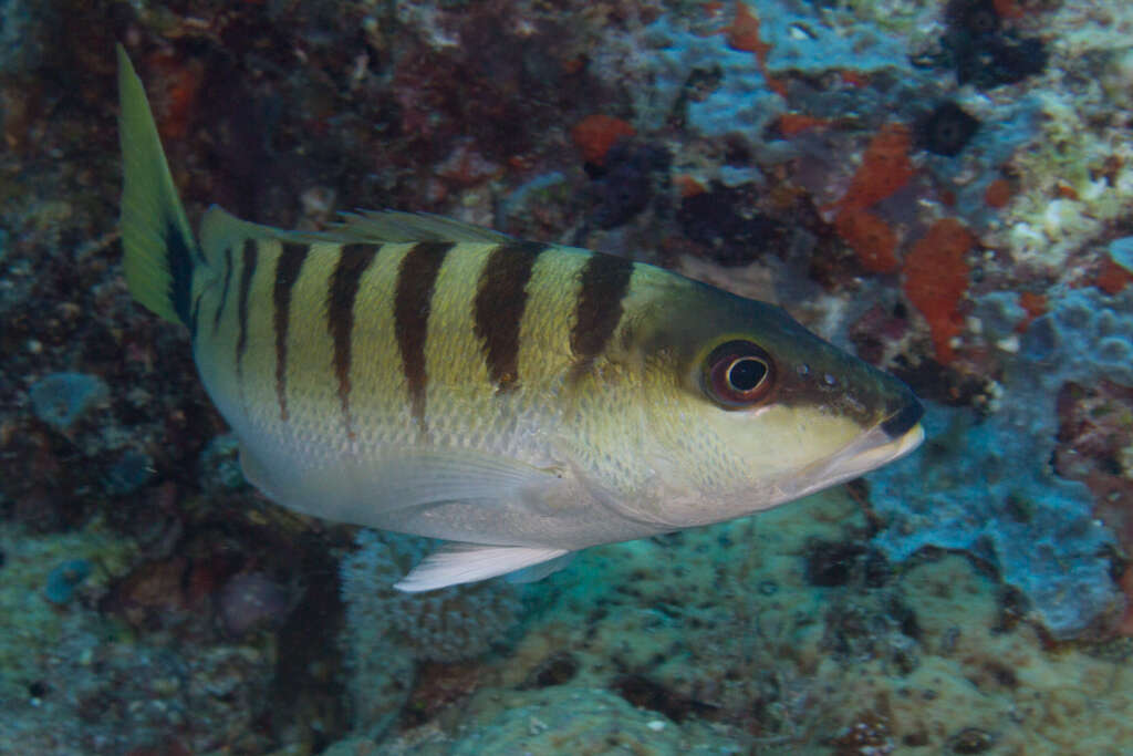 Image of Black-banded seaperch