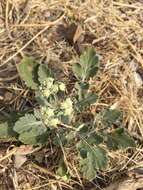 Image of Gray's feverfew