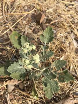 Image of Gray's feverfew