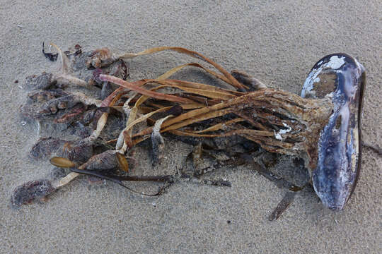 Image of New Zealand sea tulip