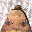 Image of <i>Plecoptera oculata</i>