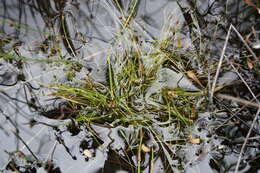 Image of Isolepis inconspicua (Levyns) J. Raynal