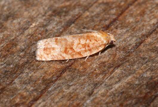 Image of Jack Pine Budworm