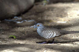 Image of Barred Dove