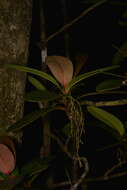 Image of Garcinia amplexicaulis Vieill. ex Pierre