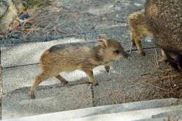 Image of peccaries