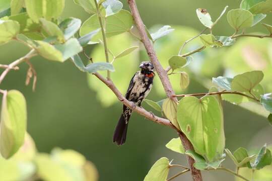 Image of Red-collared Whydah