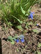 Image of small bluebells