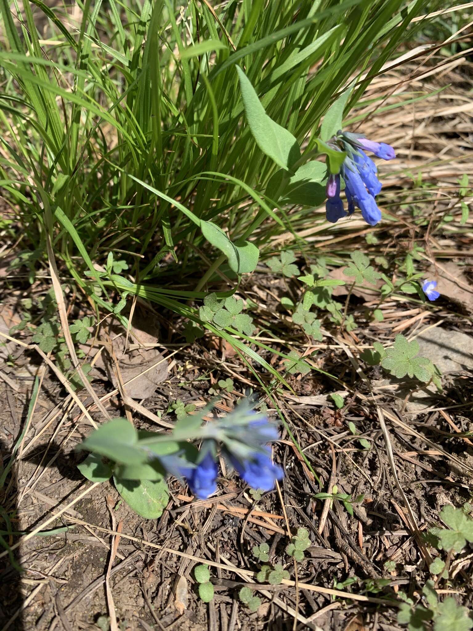 Mertensia longiflora Greene resmi