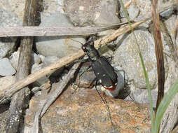 Image of Cicindela (Cicindelidia) rufiventris Dejean 1825