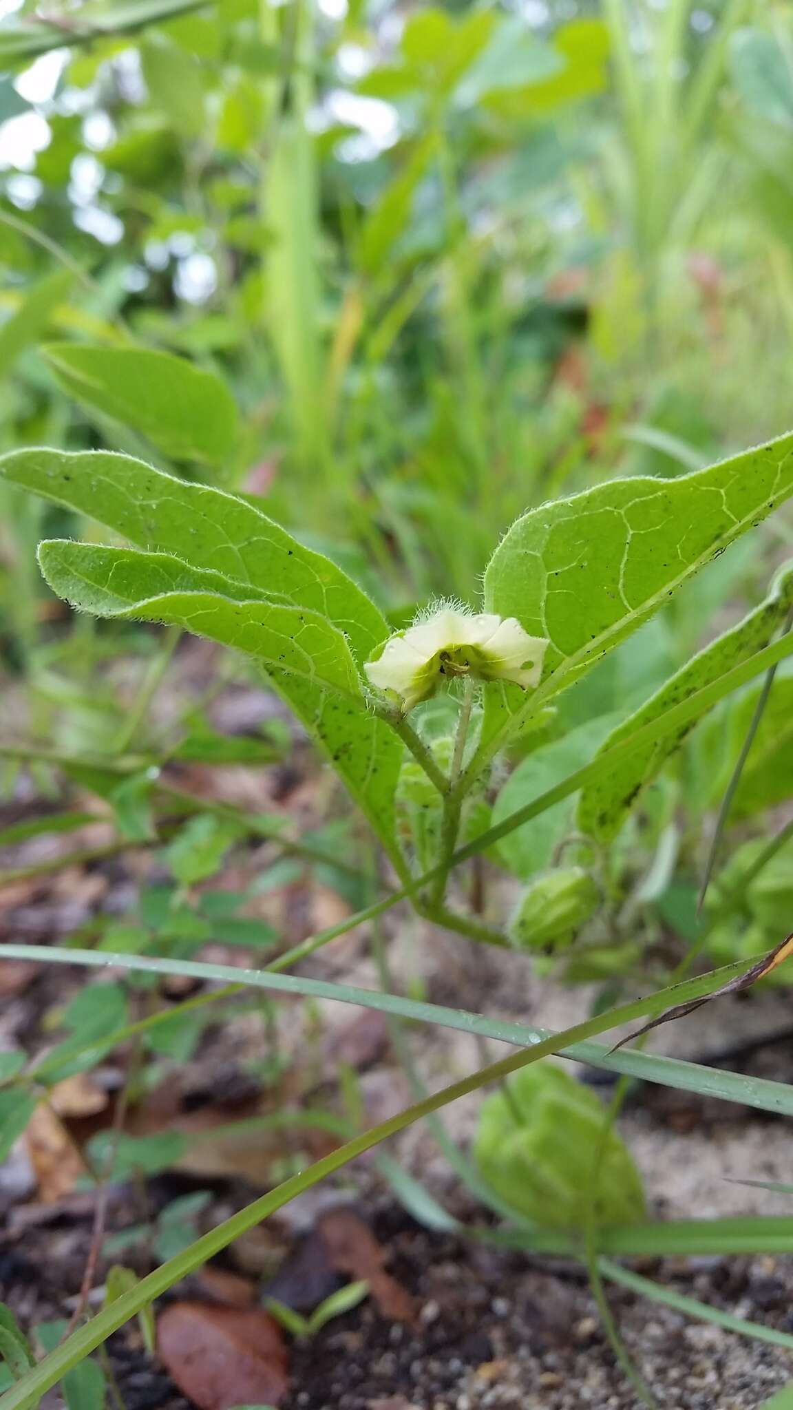 Image of sword groundcherry