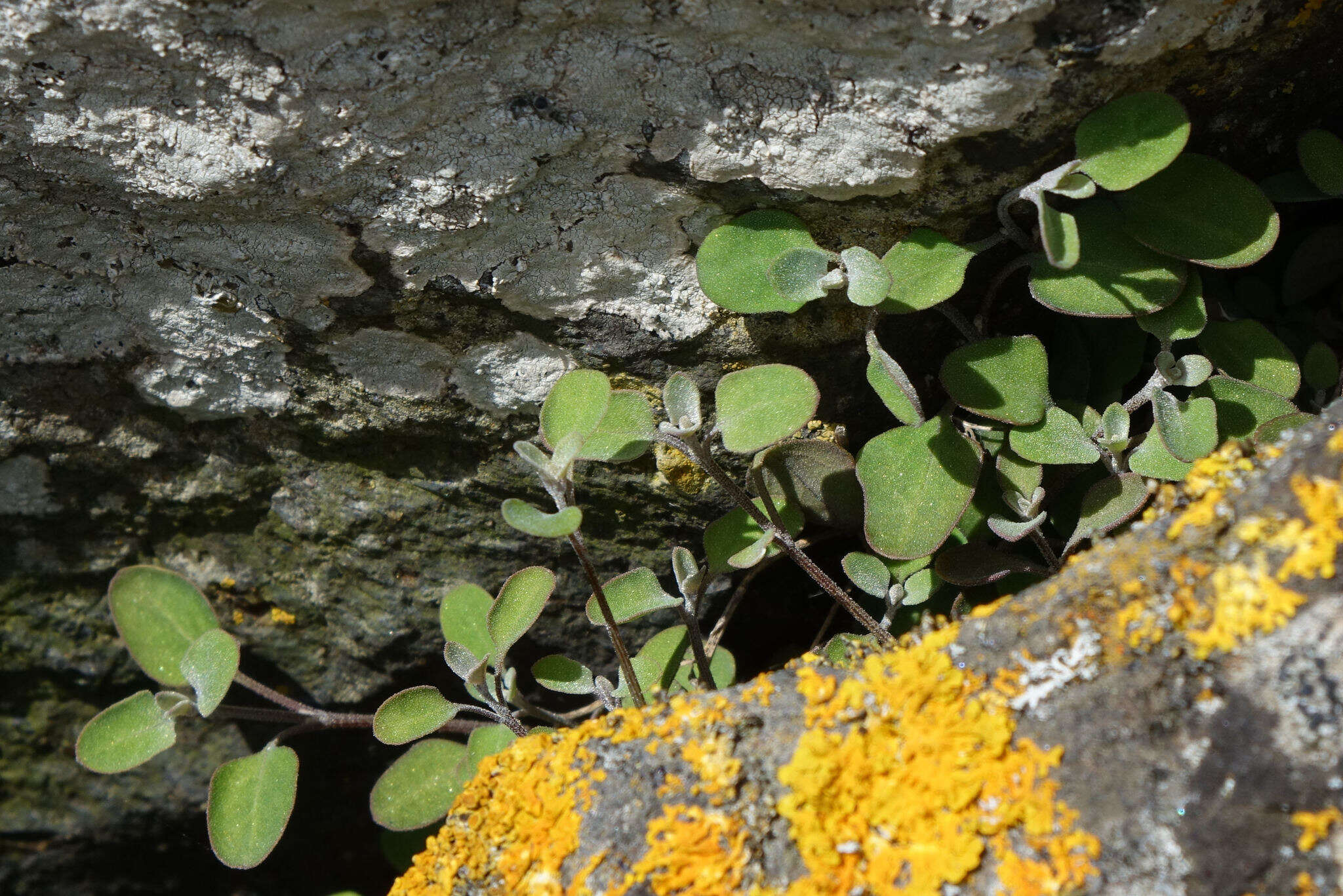 Image of Chenopodium allanii Aellen