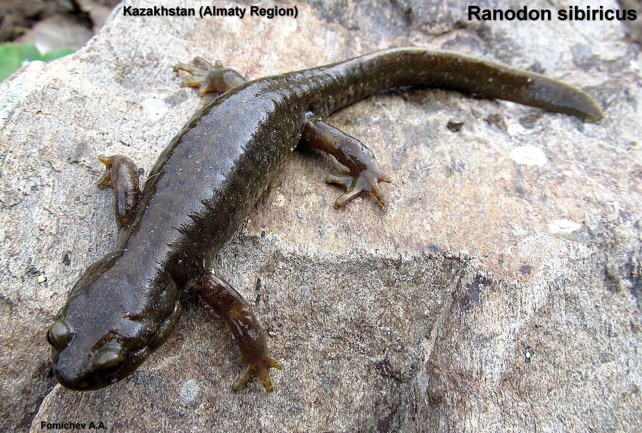 Image of Siberian salamanders