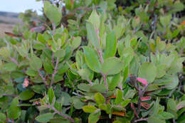 Image of woollyleaf manzanita