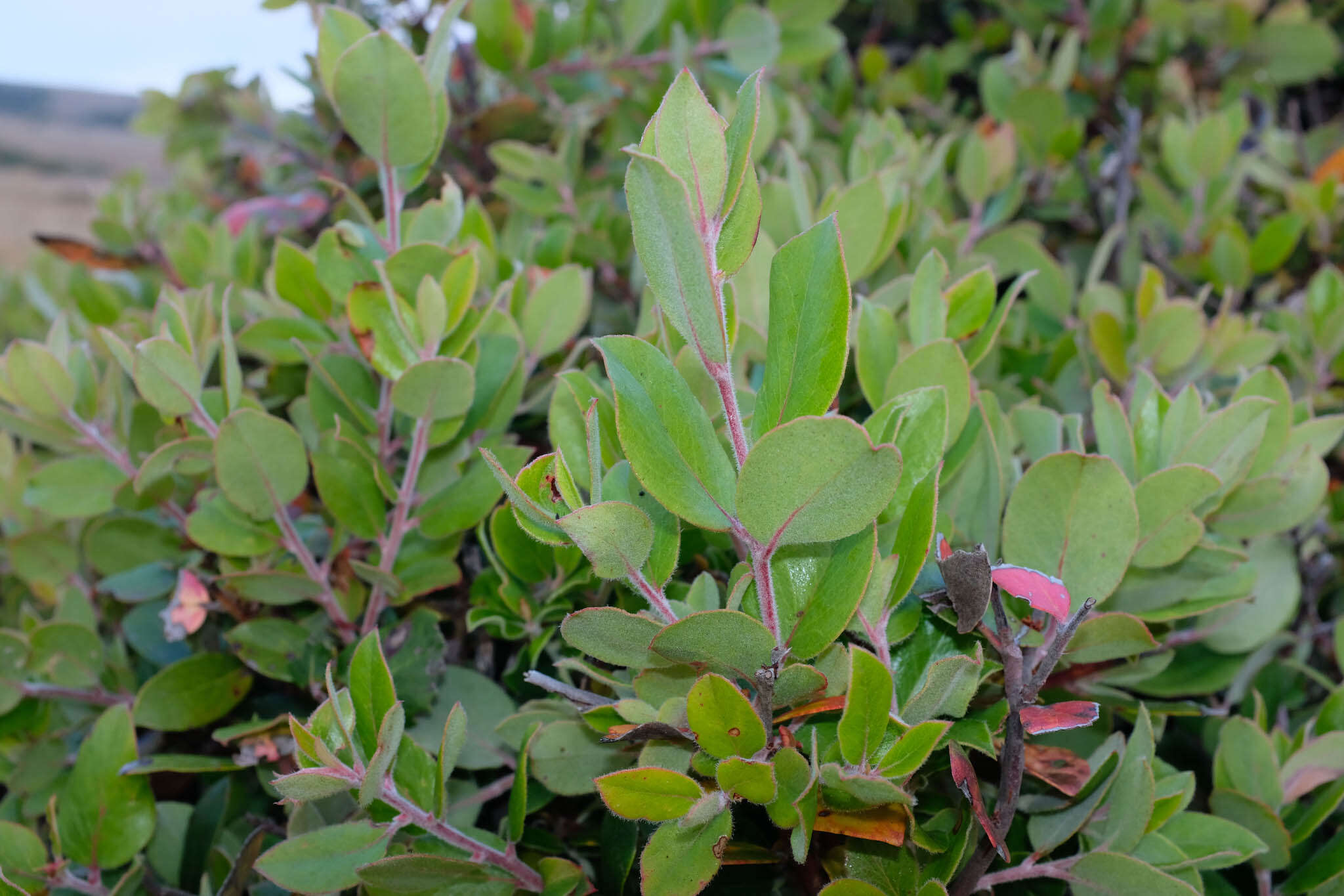 Image of woollyleaf manzanita