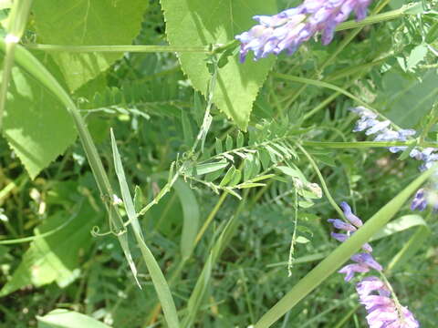 Image de Vicia cracca subsp. cracca