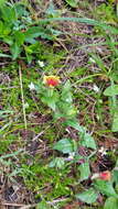 Oenothera epilobiifolia subsp. cuprea (Schltdl.) P. H. Raven & D. R. Parn.的圖片