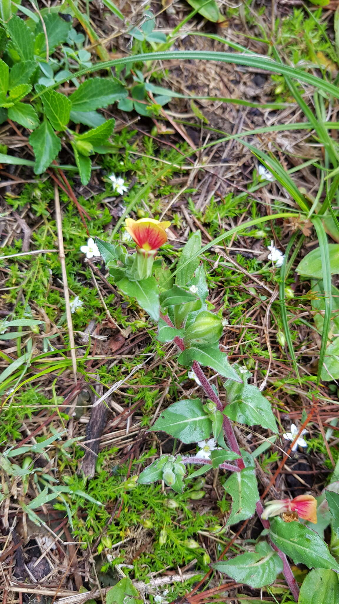 Oenothera epilobiifolia subsp. cuprea (Schltdl.) P. H. Raven & D. R. Parn.的圖片