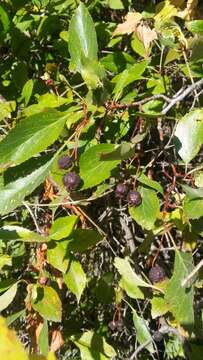 Image of black hawthorn