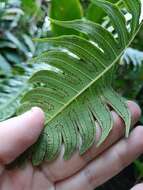 صورة Cyathea horrida (L.) Sm.