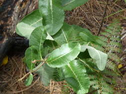 Image of mahogany milkweed