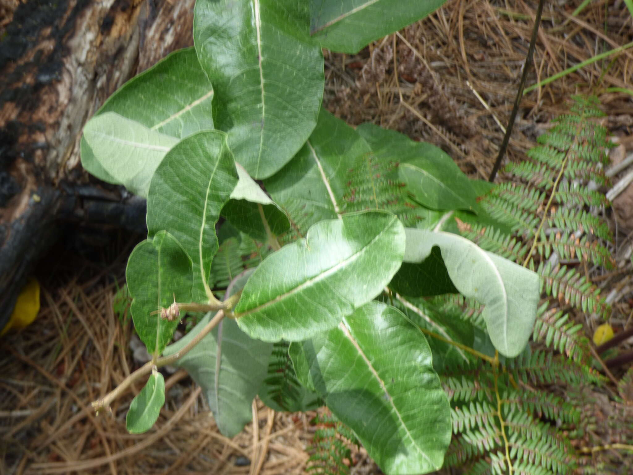 Image of mahogany milkweed