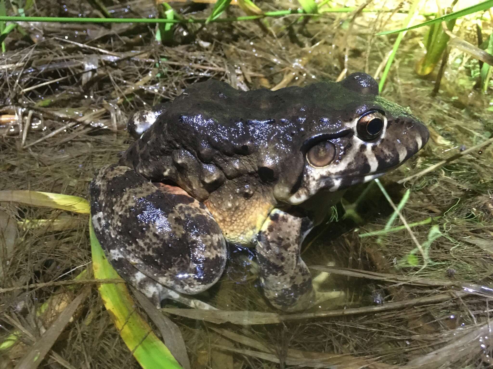 Image of Labyrinth Frog