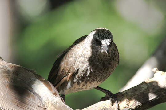 Image of Hartlaub's Babbler