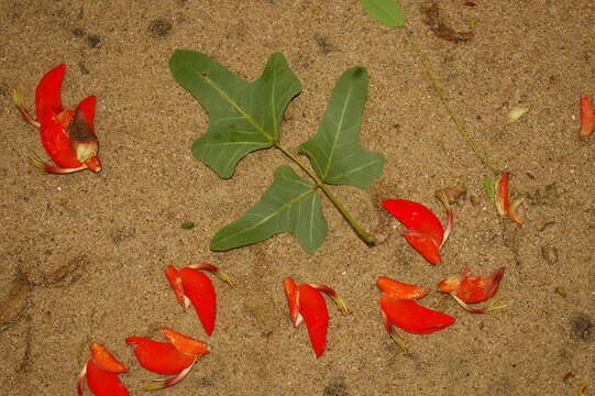 Erythrina livingstoniana Baker resmi