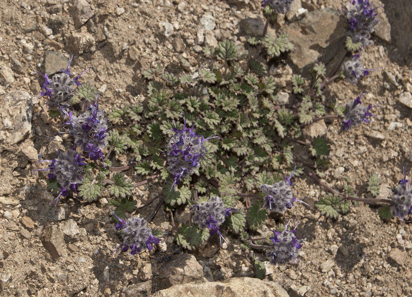 Image of Dracocephalum stamineum Kar. & Kir.