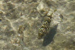 Image of Caribbean Puffer