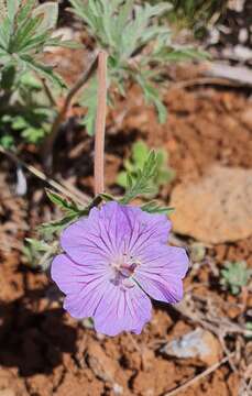 Image of Geranium libanoticum A. Schenk