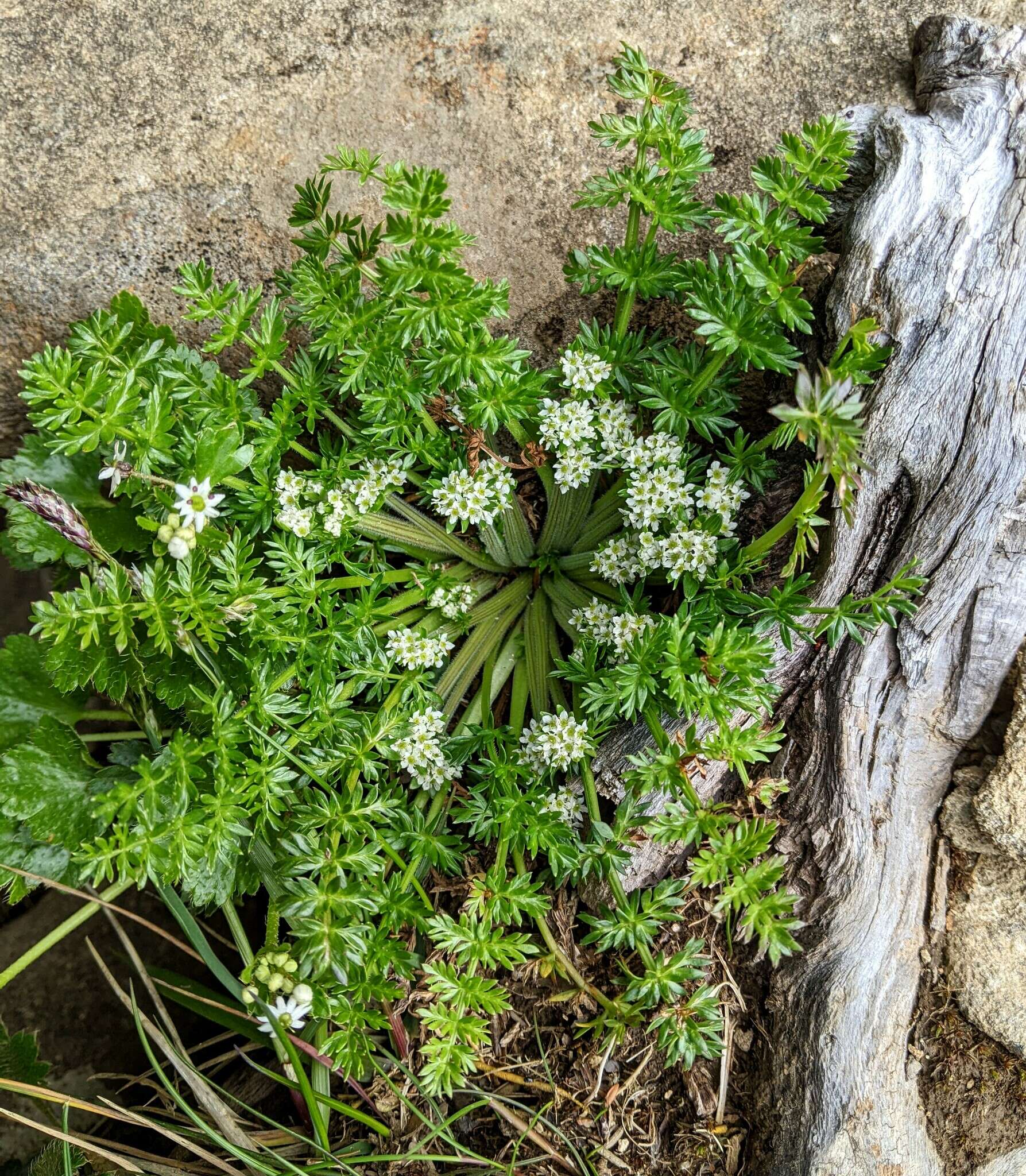 Слика од Chaerophyllum australianum K. F. Chung