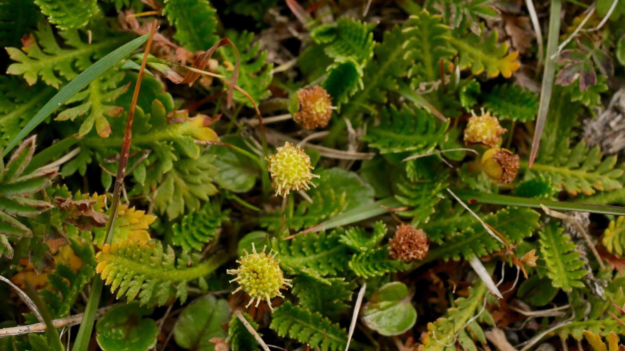 صورة Leptinella scariosa Cass