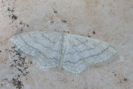 Imagem de Idaea subsericeata Haworth 1809