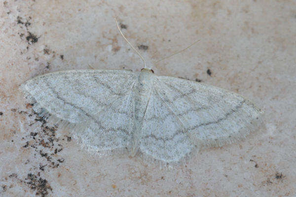 صورة Idaea subsericeata Haworth 1809