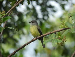 Image of Sooty-headed Tyrannulet