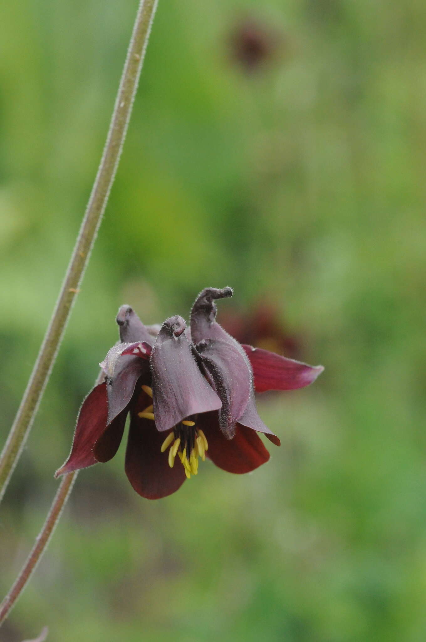 Image of Aquilegia atrovinosa M. Pop. ex Gamajun.