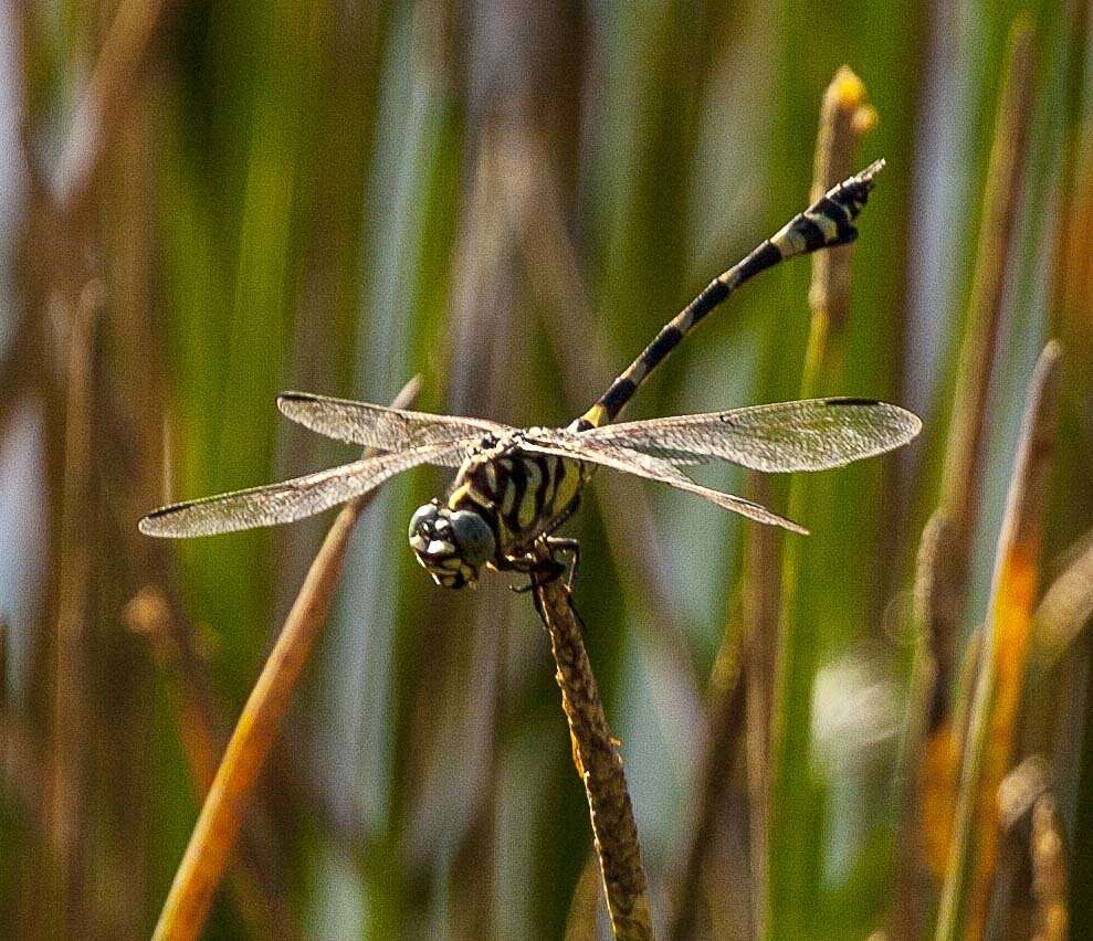 صورة Ictinogomphus australis (Selys 1873)