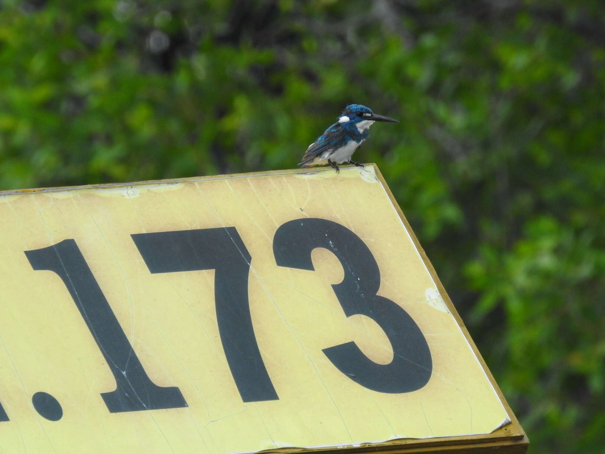 صورة Alcedo coerulescens Vieillot 1818