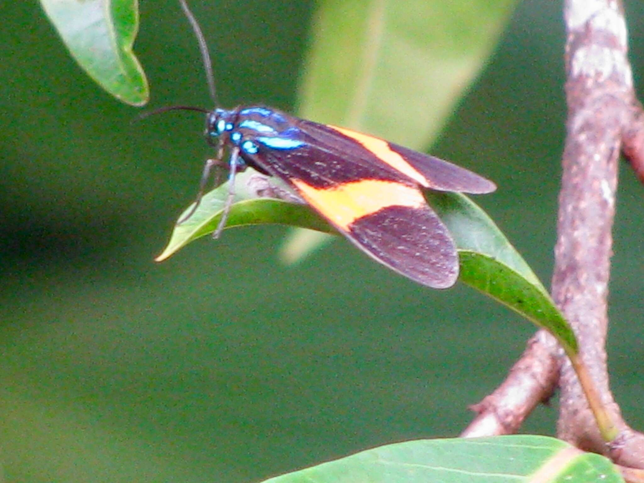 Image of Cyanopepla panamensis Druce 1884