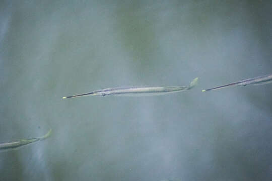 Image of Buffon's river garfish