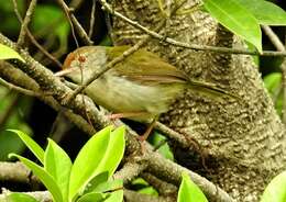 Image of Common Tailorbird