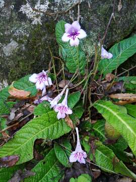 Image of Streptocarpus rexii (Hook.) Lindley